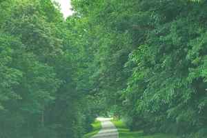 Tunnel of trees near US 64 intersection - milepost 370