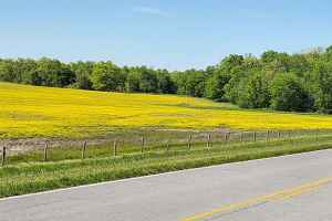 Yellow blooms at milepost 369