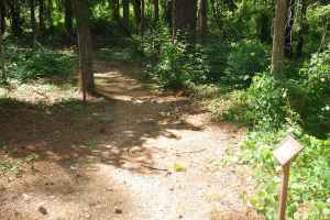 Hiking trail at Bullen Creek - milepost 18.4 - Mississippi
