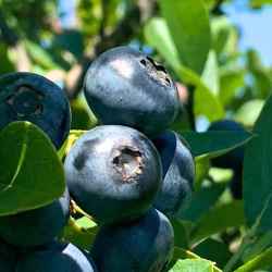 Farm Fresh Blueberries